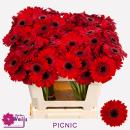 Gerbera PICNIC - 1 Stiel